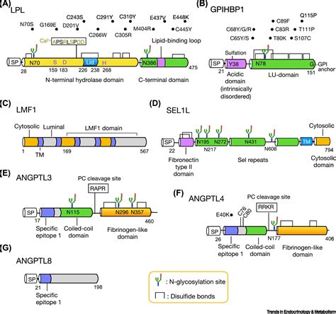 Lipoprotein Lipase And Its Regulators An Unfolding Story Trends In