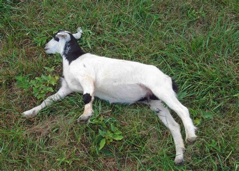 Whitmore Farm What Is A Fainting Goat