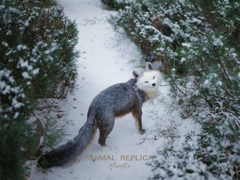 Piebald Gray Fox By Maria Kalinina Bear Pile