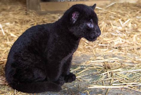 Rare Black Baby Jaguar Born at The Big Cat Sanctuary in England