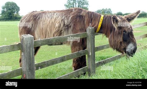 The Sidmouth Donkey Sanctuary, Devon, UK Stock Photo - Alamy