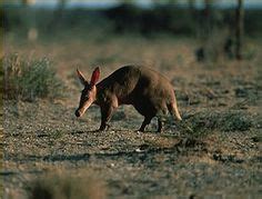 28 Aardvark, Aardvarks. African antbear, Cape Anteater, (Orycteropus afer) ideas | nocturnal ...