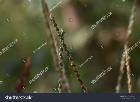 Achyranthes Aspera Common Names Chaffflower Prickly Stock Photo