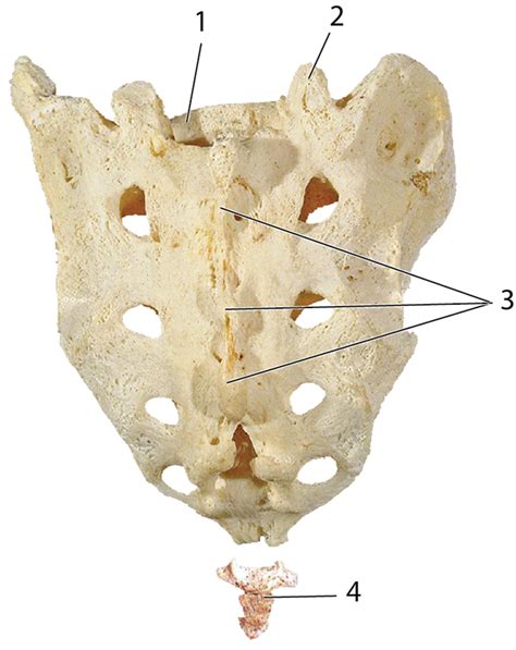 Sacrum Labeling Posterior Diagram Quizlet