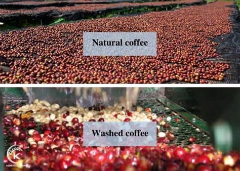 Washed vs natural coffee - Revealing the differences