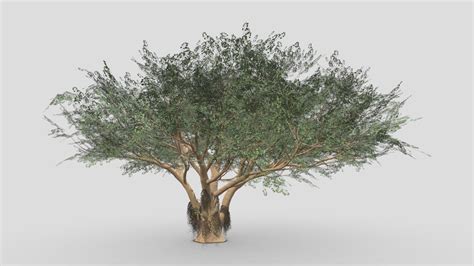 Ficus Benjamina Tree S01 Buy Royalty Free 3D Model By ASMA3D E28b83e