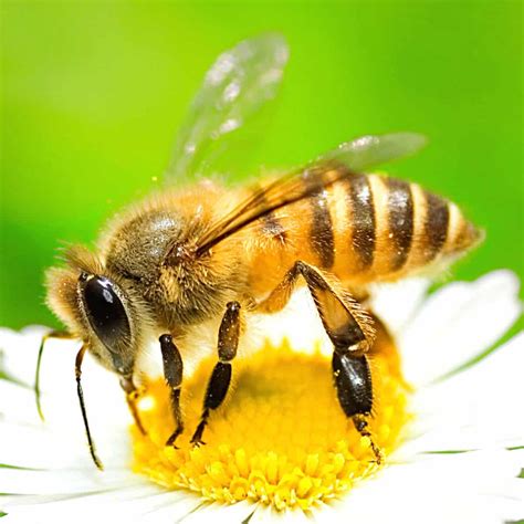 What Does a Honey Bee Look Like? - Carolina Honeybees