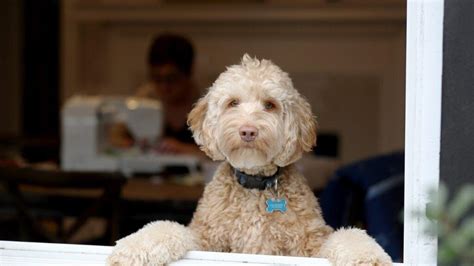 Chiens et coronavirus les conseils sanitaires des vétérinaires