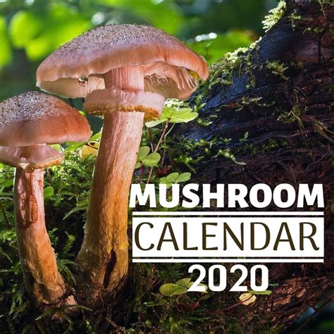 Mushroom Calendar 2020 12 Month Mini Wall Or Desk Calendar For Office