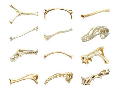 Femur Bone Stock Photos, Images and Backgrounds for Free Download