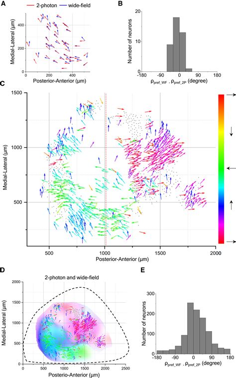 Functional Architecture Of Motion Direction In The Mouse Superior