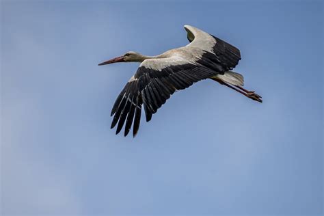 White Stork Bird Flying on Clear Blue Sky · Free Stock Photo