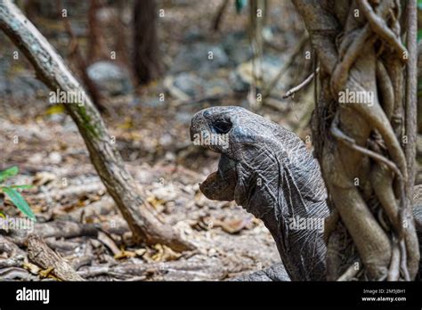 Mauritius Giant Land Turtle In Green Forest Setting Mauritian Native