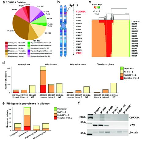 Cdkn A And Ifn Gene Cluster Prevalence In Glioma Tumors A Cdkn A