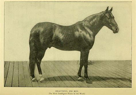 12 Famous Horses From History