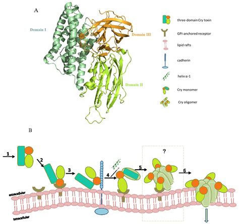 Toxins Free Full Text Structural Insights Into Bacillus