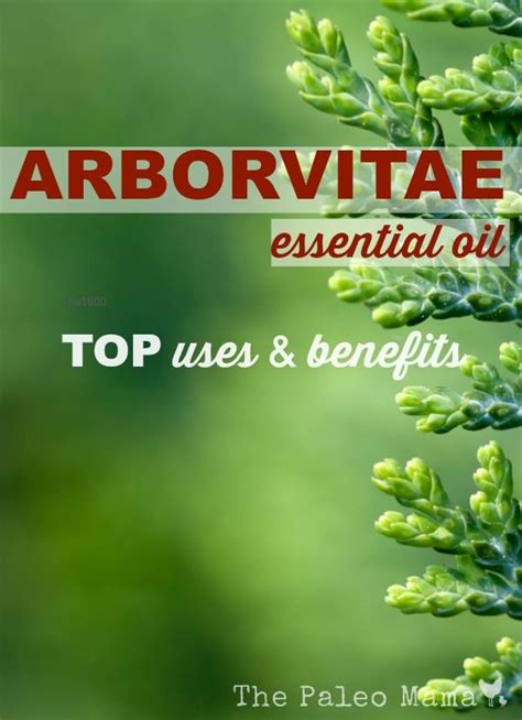 Arborvitae Essential Oil Top Uses And Benefits The Paleo Mama