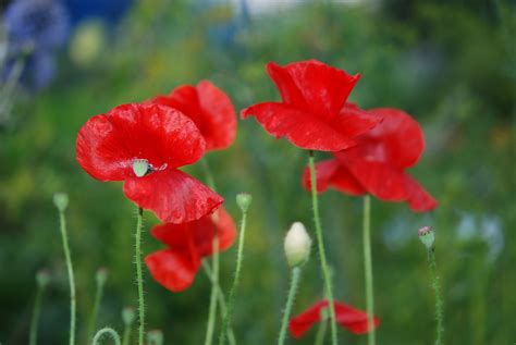 Images Gratuites La Nature Fleur Prairie P Tale Rouge Botanique