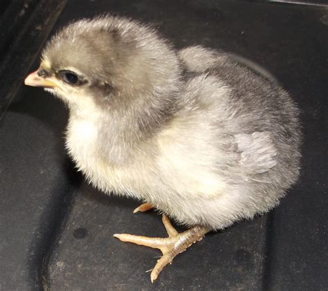 Feather Sexing Chicks Telegraph