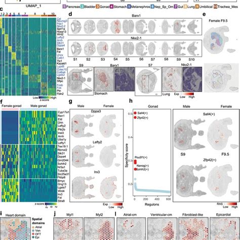 3d Spatial Transcriptional Atlas For Mouse Organogenesis At E135 A