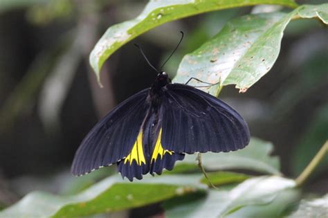 Sri Lankan Birdwing Troides Darsius INaturalist Canada