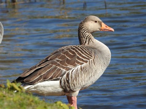 Duck Water Bird Plumage Free Photo On Pixabay