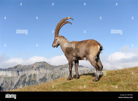 Alpine Ibex Or Steinbock Or Bouquetin Capra Ibex In Its Winter Coat