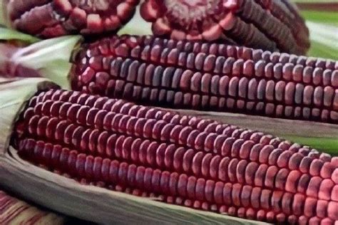 What Makes Purple Corn Purple Check Out Some Interesting Facts