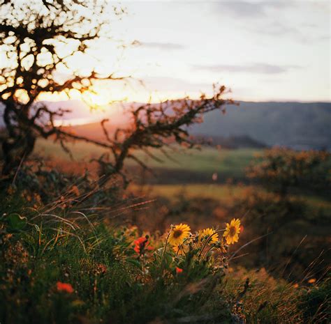 Sunset Over Field Of Wildflowers by Danielle D. Hughson