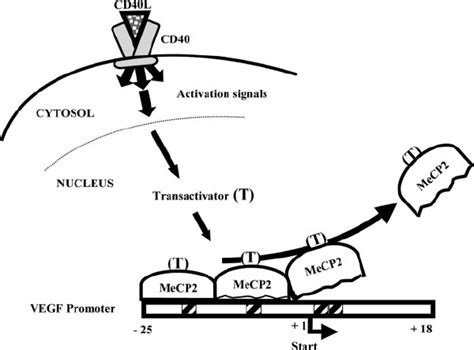 Methyl Cpg Binding Protein 2 Mecp2 Binds To The 43 Bp Cpg Island