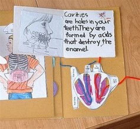 Human Body Lapbook Hubpages