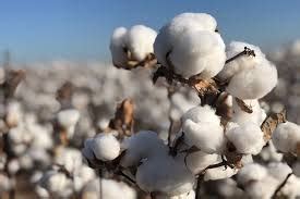 Bci Cotton Annual Report Recorded Of Global Production