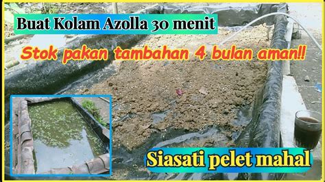 Membuat Kolam Azolla Budidaya Azolla Sebagai Stok Pakan Tambahan