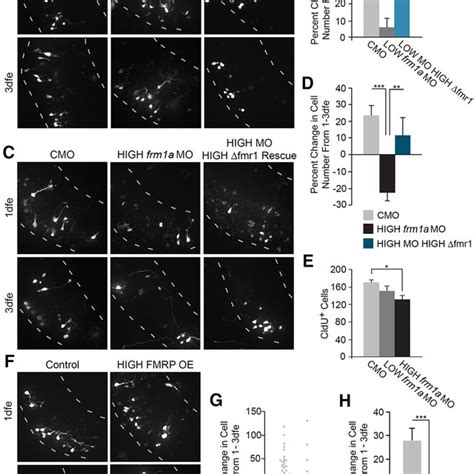 Knockdown And Overexpression Of FMRP Decrease Proliferation A