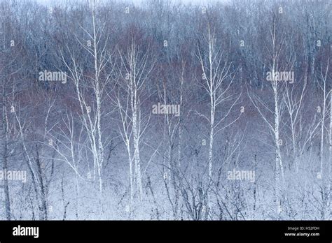 Hokkaido in winter Stock Photo - Alamy