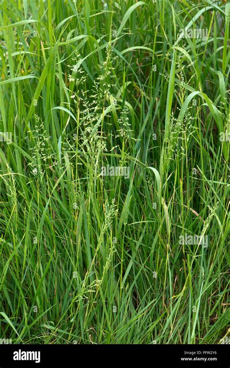 Smooth Meadow Grass Poa Pratensis Flowering In A Pasture Berkshire England Uk May Stock