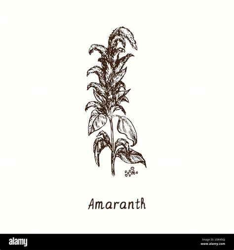 Amaranth Plant Ink Black And White Doodle Drawing In Woodcut Style