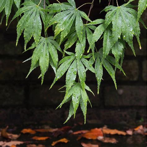 Semillas De Arce Japon S Acer Palmatum Un Arce De Jap N Para Bonsai