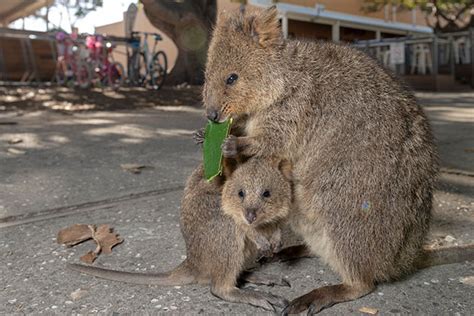 Meet Wa S Homegrown Selfie Star The Rottnest Quokka Rac Wa