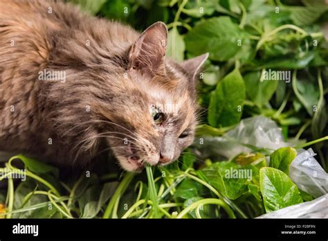 Cat Eating Catnip Hi Res Stock Photography And Images Alamy