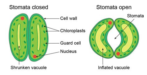 Vacuole Function And Structure Extra Space Storage Rs Science