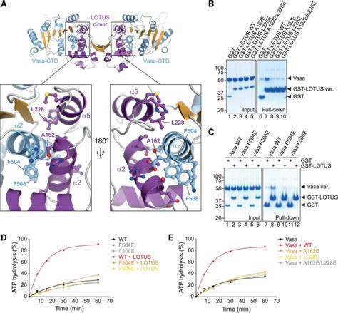 The Lotus Domain Is A Conserved Dead Box Rna Helicase Regulator