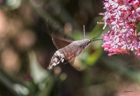 Sphinx Colibri Patogaz Flickr