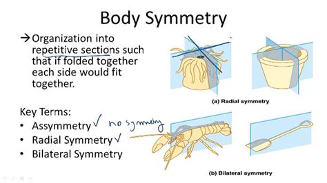 Evolutionary Trends in Animals - Example 4 ( Video ) | Biology | CK-12 ...