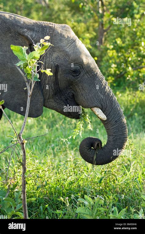 Comiendo Hierba Elefante Fotografía De Stock Alamy