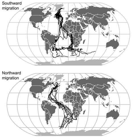 Interpolated migration pathways of 9 Arctic Terns. | Download ...