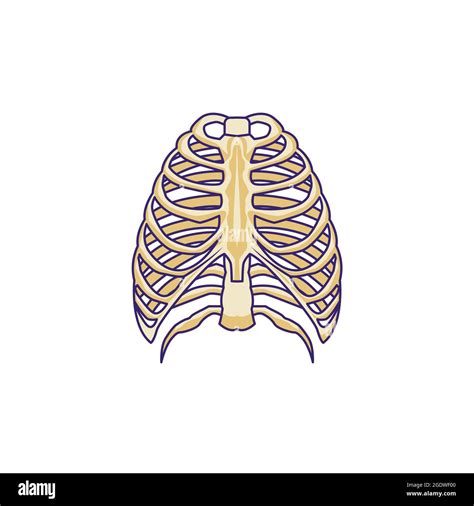 Sternum Bone Vector Illustration Isolated Design Stock Vector Image