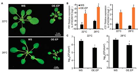 Plants Free Full Text Temperature Inducible Transgenic Eds1 And Pad4 In Arabidopsis Confer