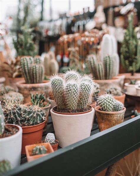 Eyeing Up Every Cacti Fern And Other Leafy Creatures That Comes My Way To