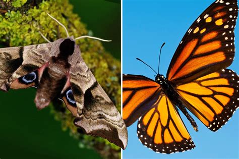 Moth Vs Butterfly How To Tell The Difference Pictures And Examples